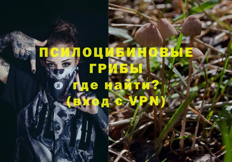 что такое   Пугачёв  Псилоцибиновые грибы Psilocybe 